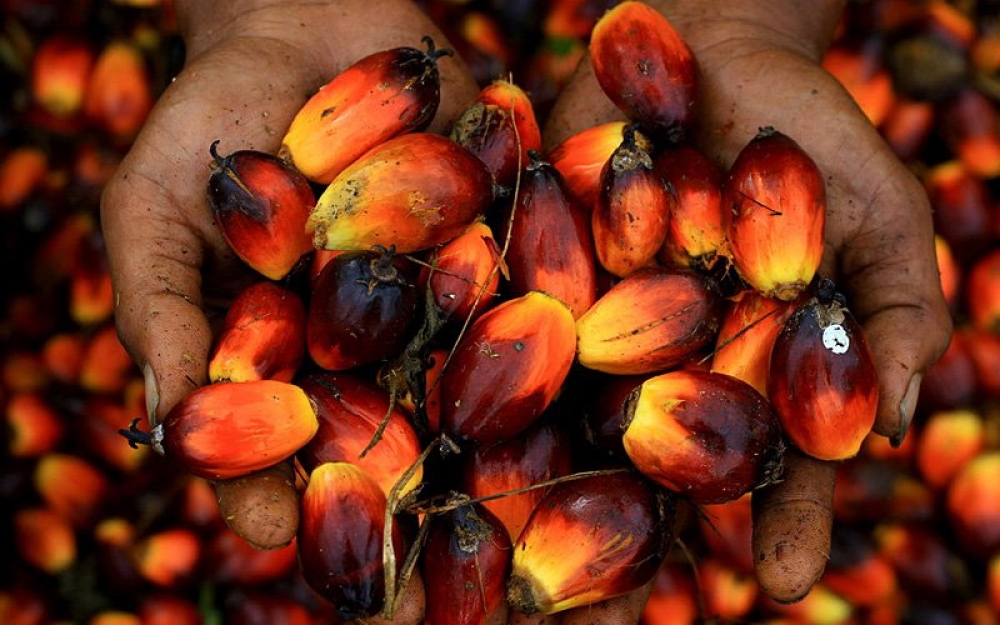 BLOOMBERG: Seeking Tips for Year of the Pig? Feng Shui Says Bet on Palm